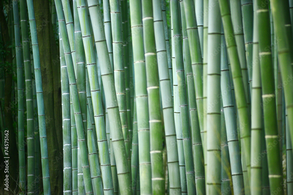 Fototapeta premium bamboo