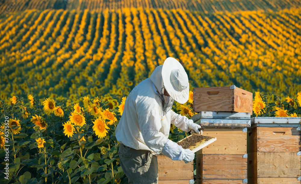 Beekeeper working - obrazy, fototapety, plakaty 