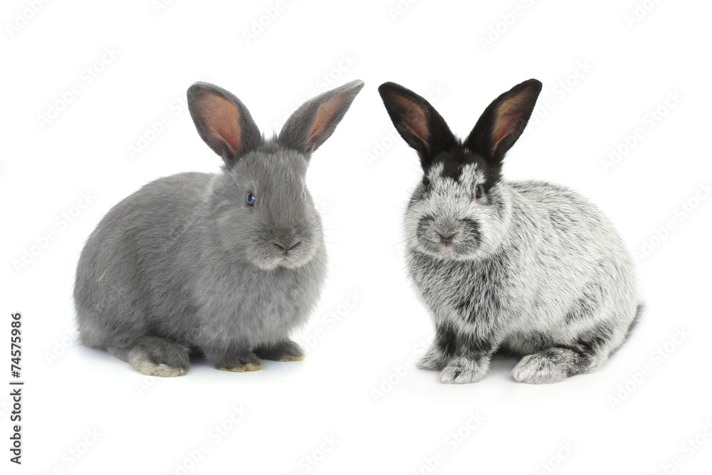 Obraz premium two gray rabbit