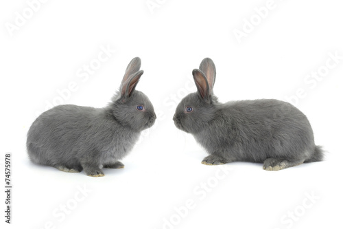 two gray rabbit © fotomaster