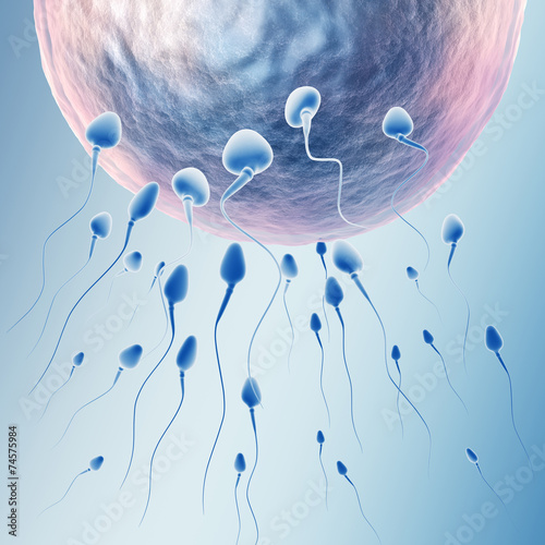 Spermatozoids and human egg photo