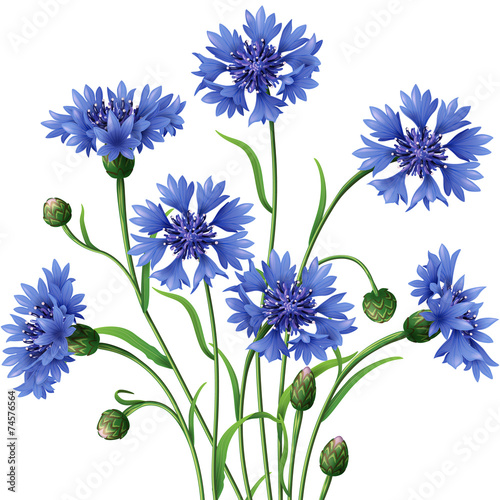 Bunch of blue cornflowers