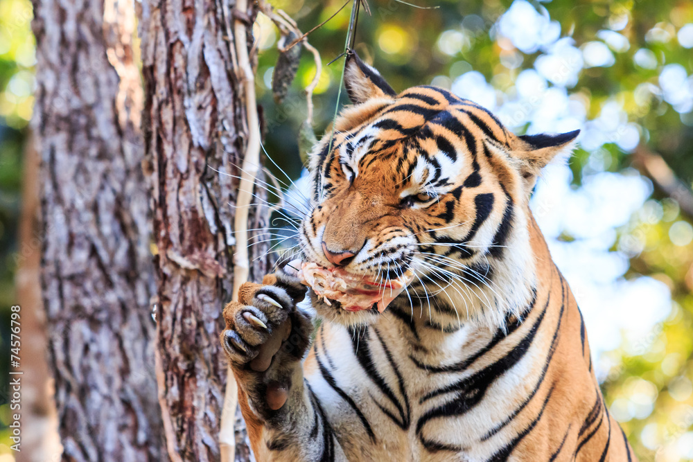 Bengal tiger (Panthera tigris tigris) eating meat in the zoo Bengal tiger (Panthera tigris tigris) eating meat in the zoo