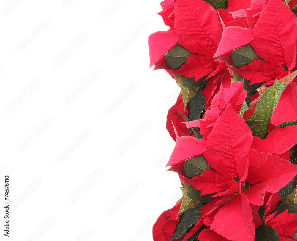 Beautiful frame with poinsettia isolated on white Beautiful frame with poinsettia isolated on white