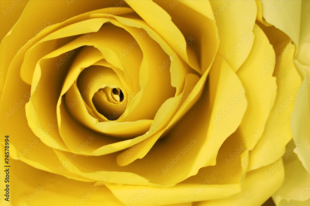 Abstract yellow rose background make from paper. Abstract yellow rose background make from paper.