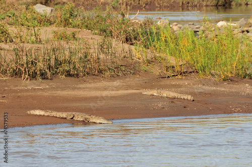 crocodiles