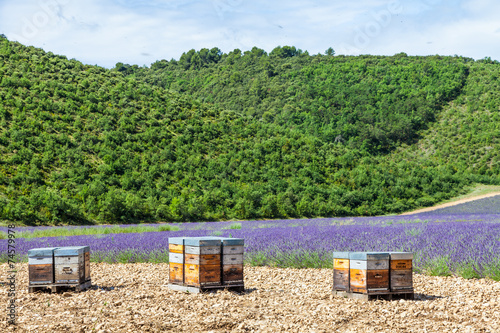 Beehive close to lavander field