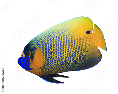 Tropical fish isolated on white: Blue-cheeked Angelfish © Richard Carey