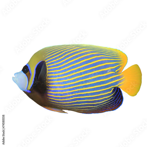 Tropical fish isolated on white: Emperor Angelfish