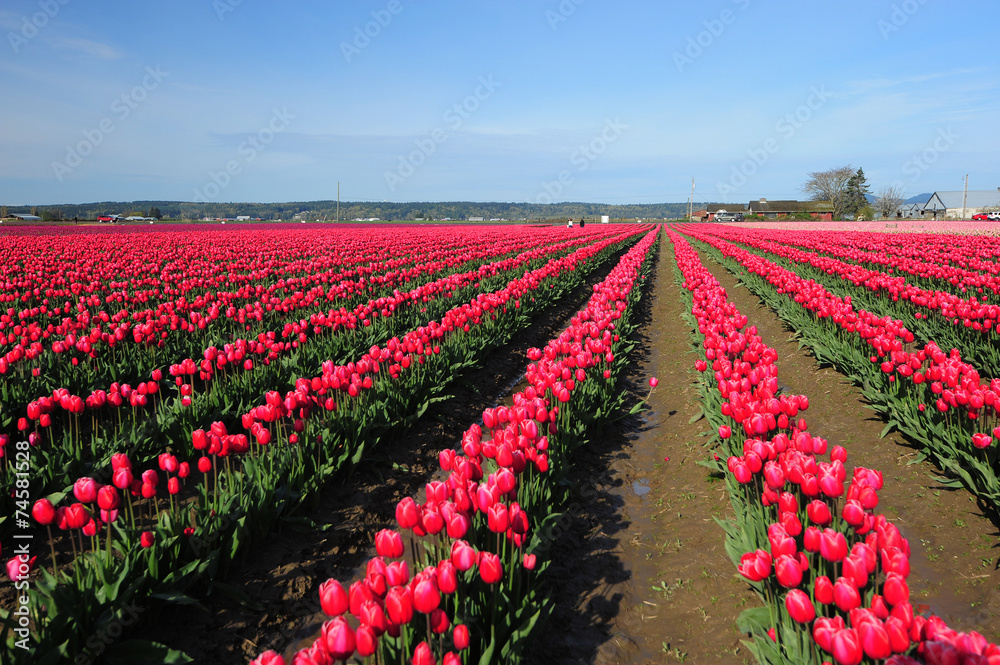 red tulip farm