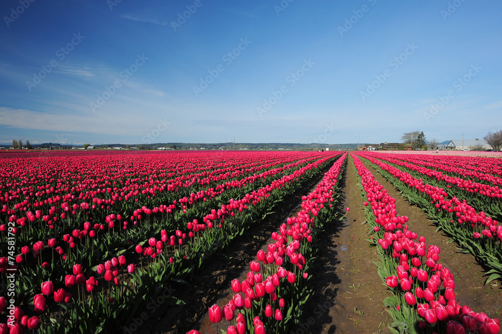 red tulip farm