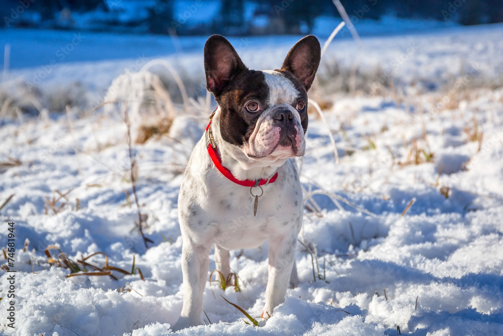 French bulldog portrait on the snowy valley