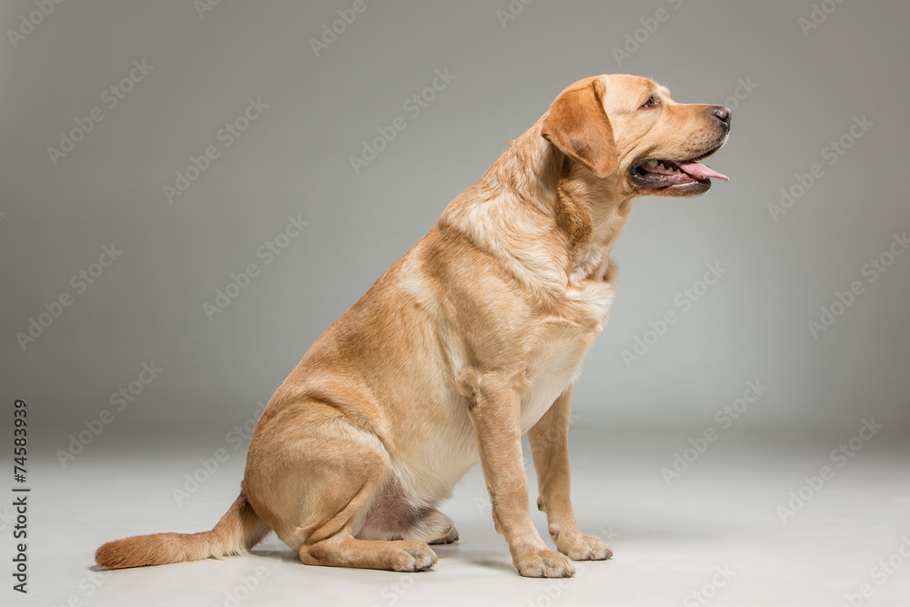 Labrador retrieve on gray background