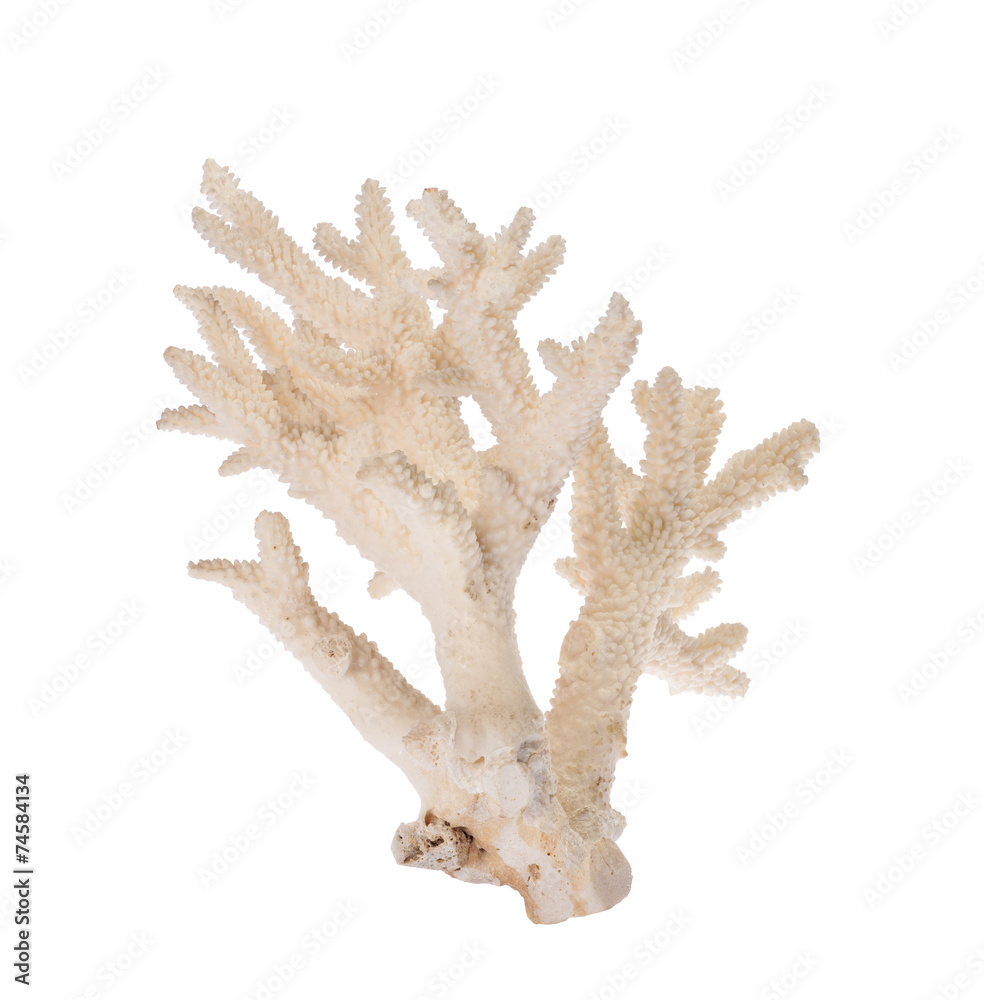 Obraz premium isolated on white coral branch