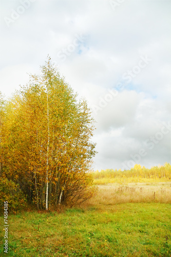 Yellow small birches on edge of forest and meadow with dry grass