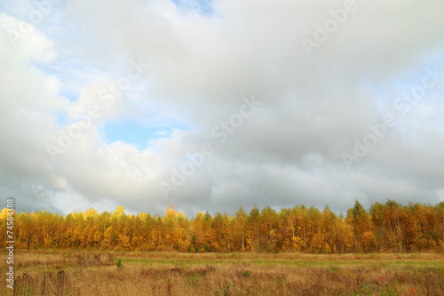 Yellow trees on edge of forest and meadow with dry grass