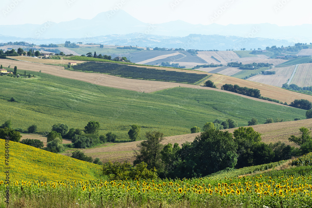 Fototapeta premium Marches (Italy): summer landscape