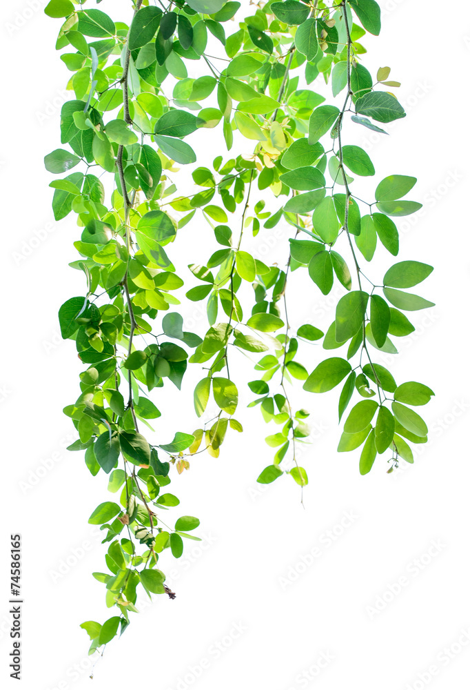 Green leaves on white background