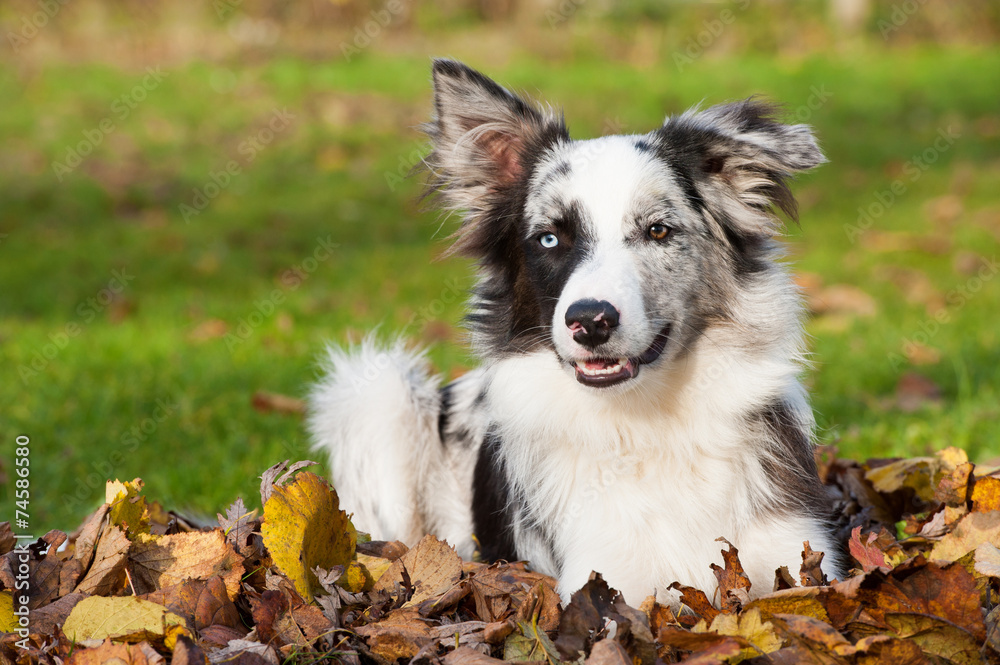 Fototapeta premium Border Collie im Laub