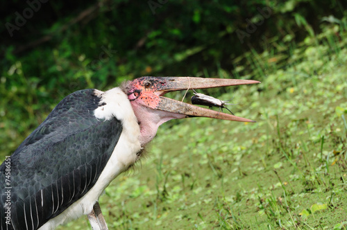Marabou fishing