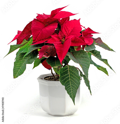 christmas flower red poinsettia  on white background photo