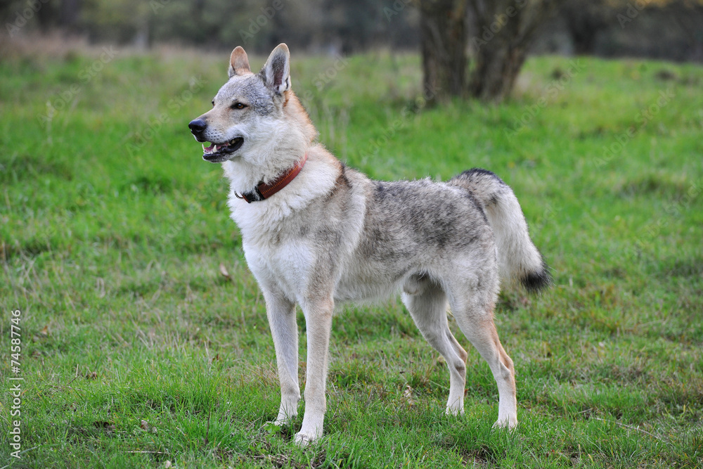 Tschechoslowakischer Wolfshund Stock Photo | Adobe Stock