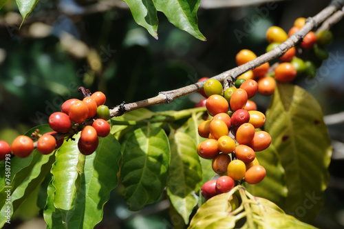 coffea growing photo