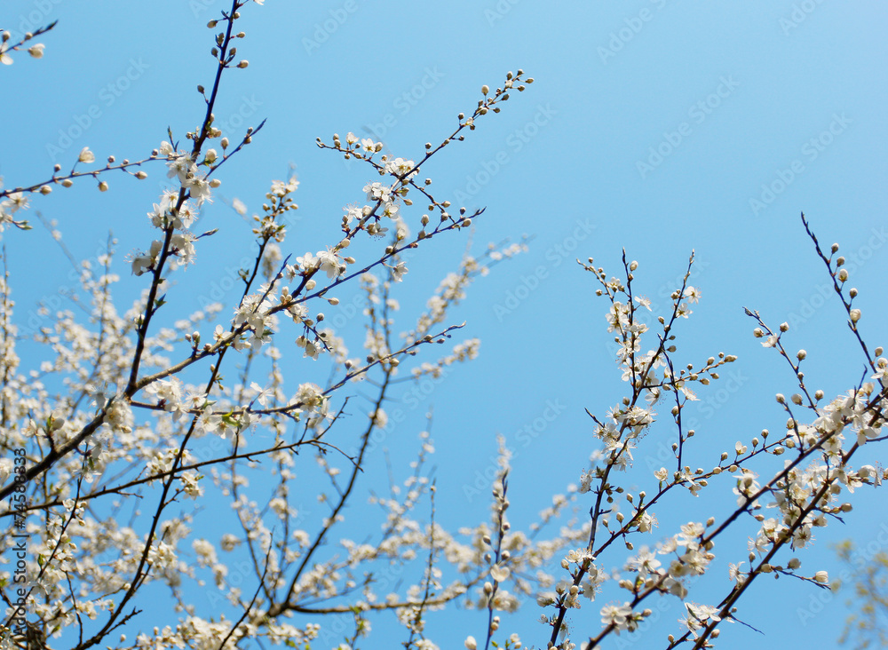 The cherry blossom tree with blue sky The cherry blossom tree with blue sky