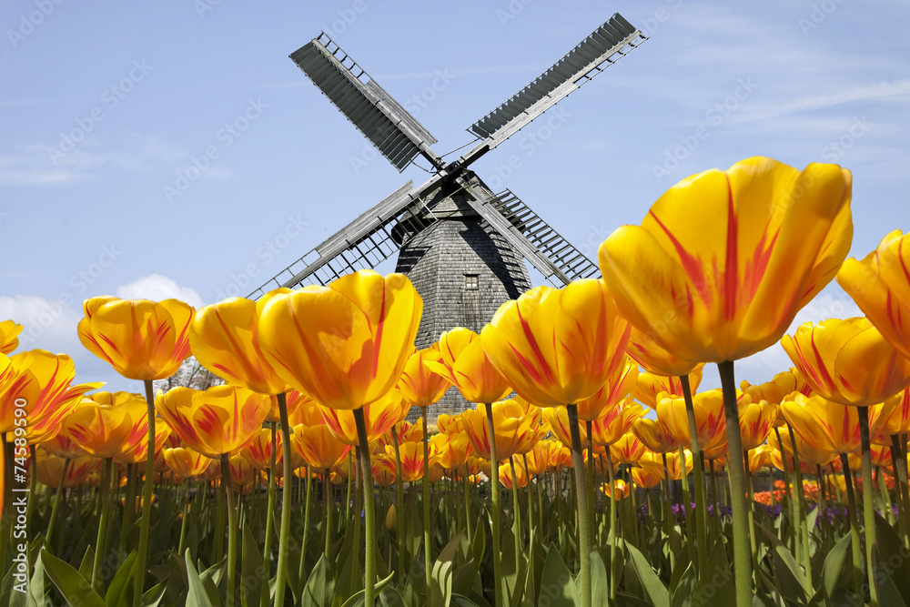 Obraz premium Tulipany w Holandii z wiatrakiem