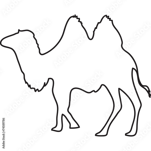 cammello