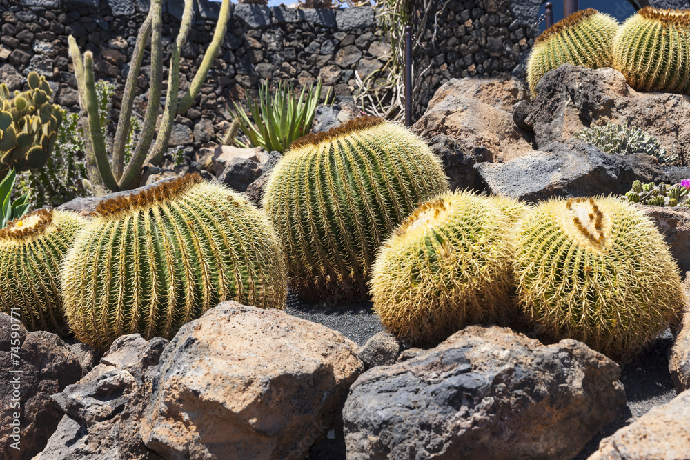 Goldkugelkaktus (Echinocactus Platyacanthus) Goldkugelkaktus (Echinocactus Platyacanthus)