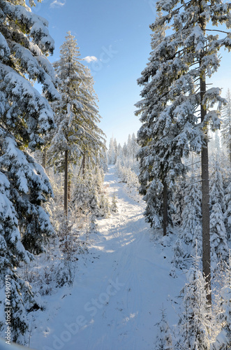 Winter Landschaft Baum Sonne Wald