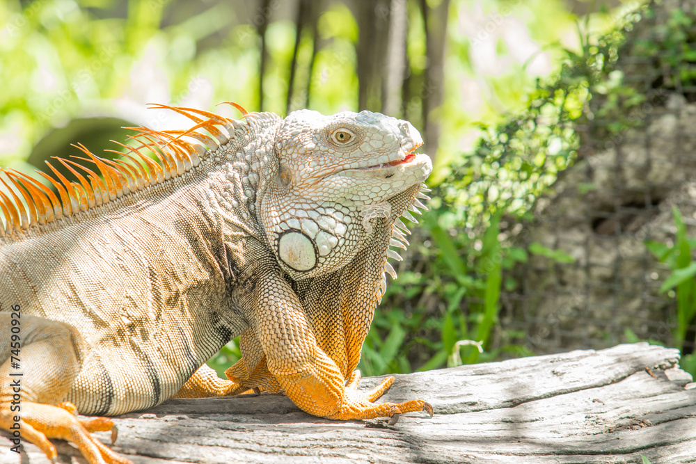Fototapeta premium Iguana
