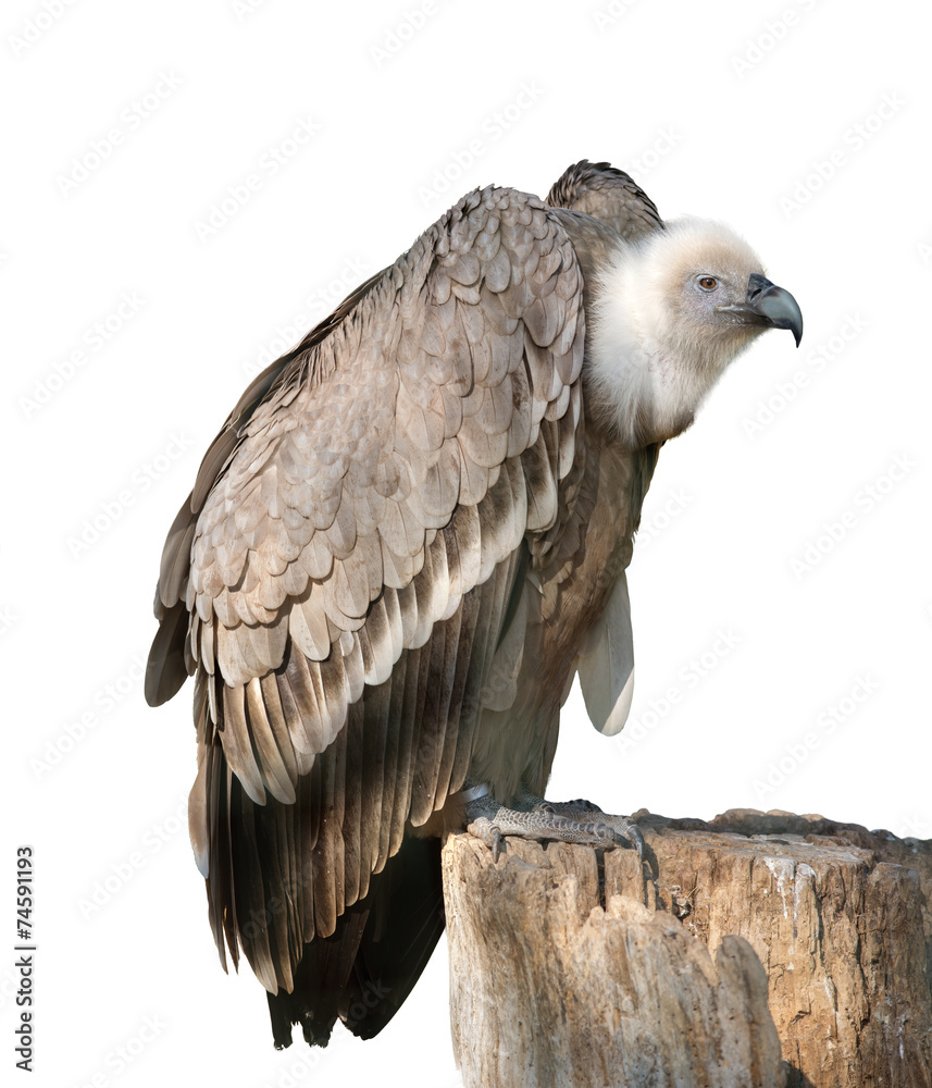 Fototapeta premium Griffon vulture On White