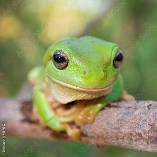 Green Tree Frog (Litoria caerula), Australia