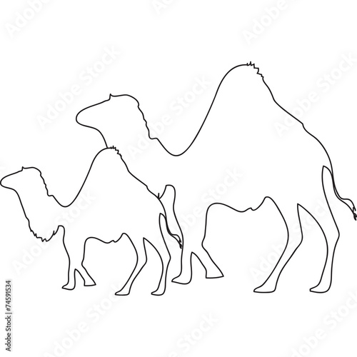 cammello