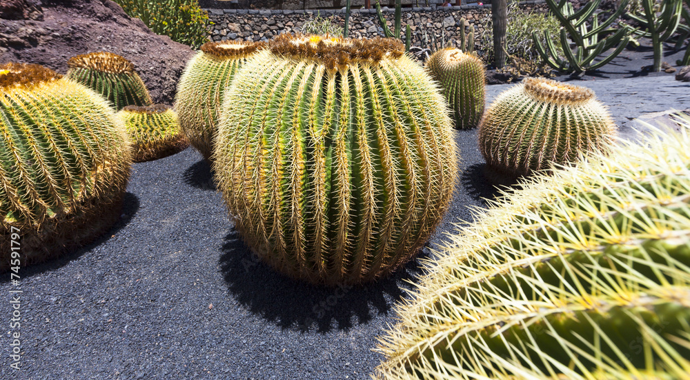 Goldkugelkaktus (Echinocactus Platyacanthus) Goldkugelkaktus (Echinocactus Platyacanthus)