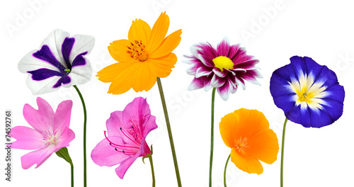 Fototapeta Naklejka Na Ścianę i Meble -  Collection of Various Colorful Flowers Isolated on White