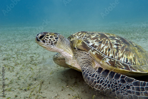 great sea turtle on the bottom of tropical sea