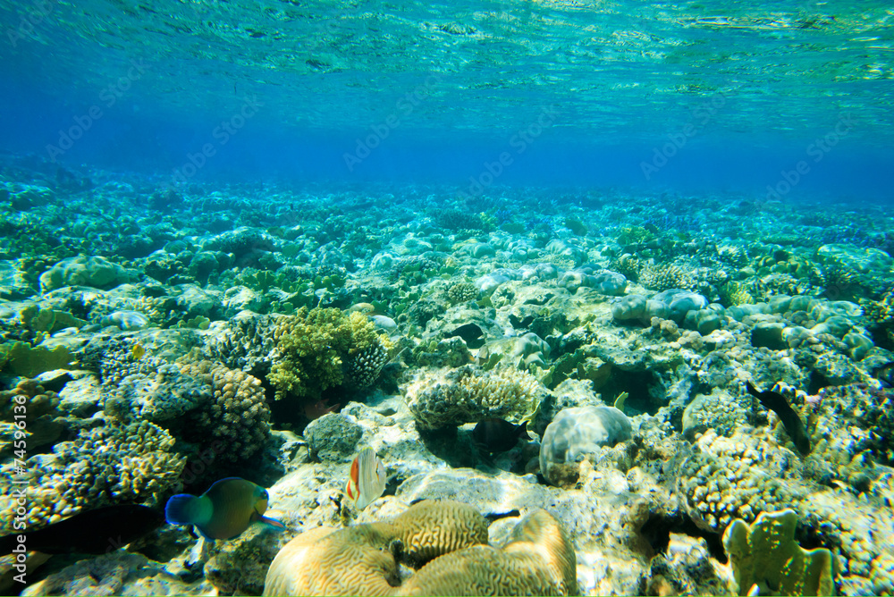 Fototapeta premium Underwater panorama with fish and coral