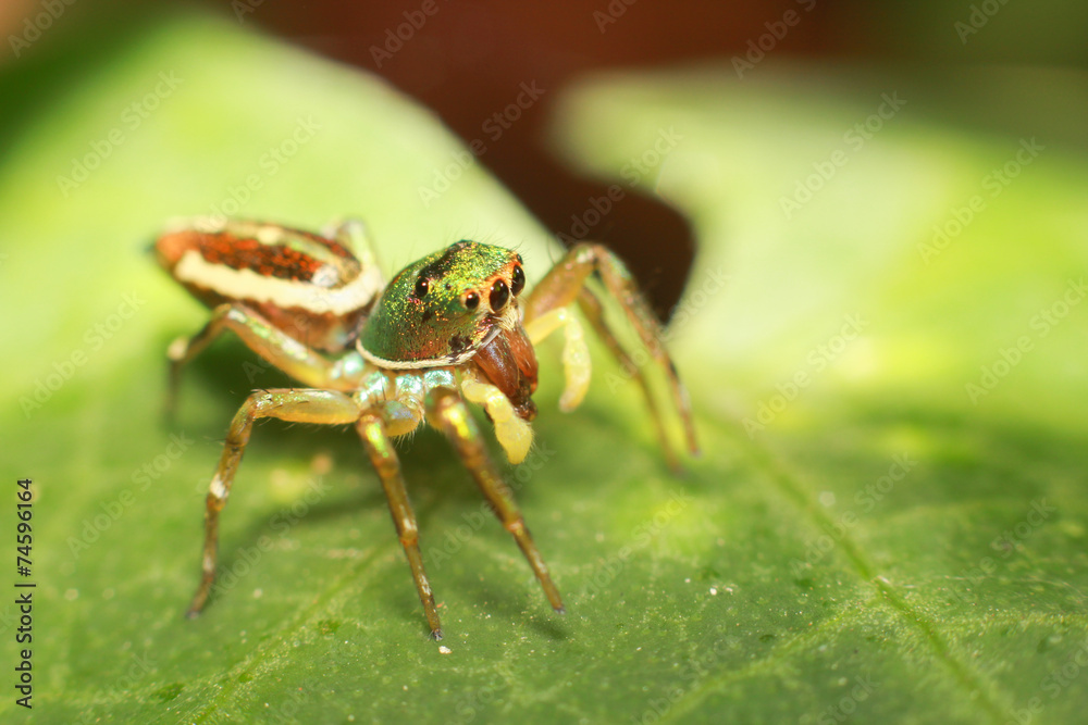 Fototapeta premium Jumping Spider is eating insect on green leaf