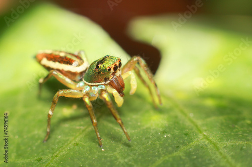Jumping Spider is eating insect on green leaf © small1