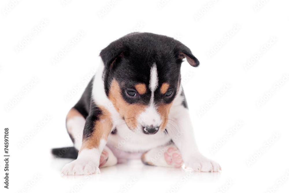Basenji puppy, isolated on a white background