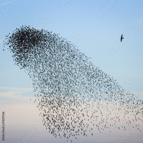vögel