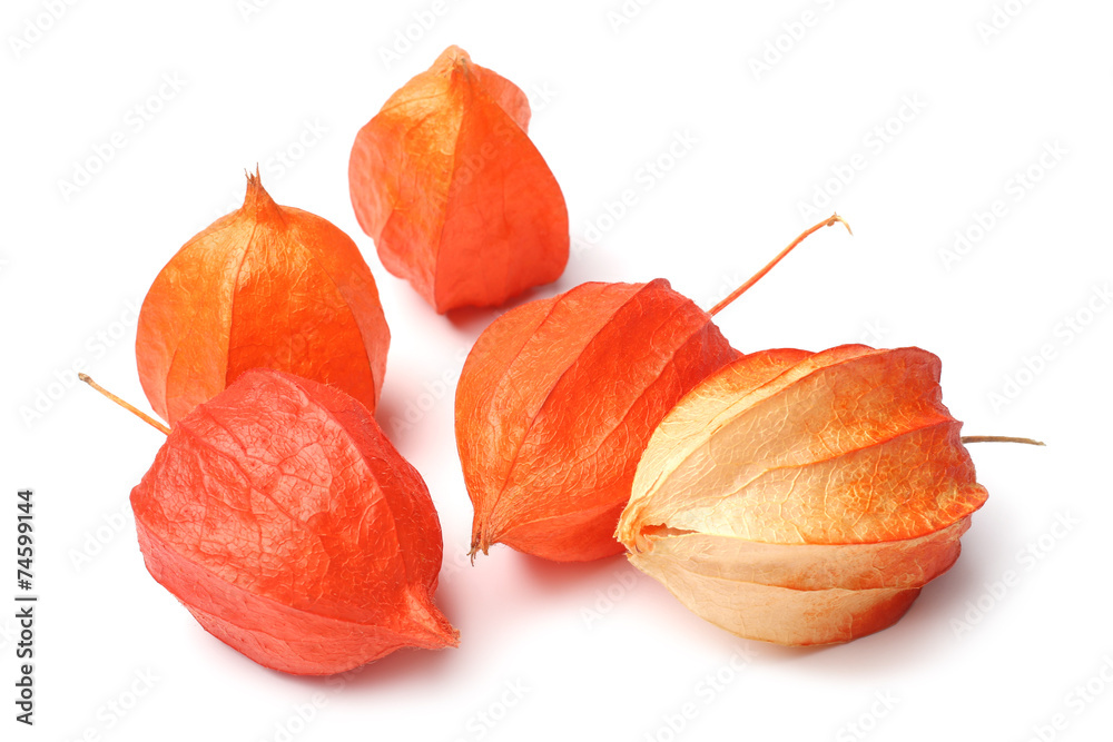 Physalis alkekengi (Chinese lantern) Physalis alkekengi (Chinese lantern)