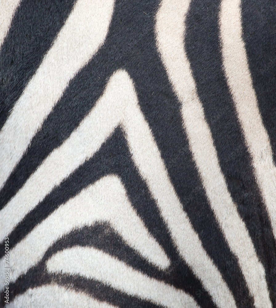 stripes on the skin of a zebra stripes on the skin of a zebra