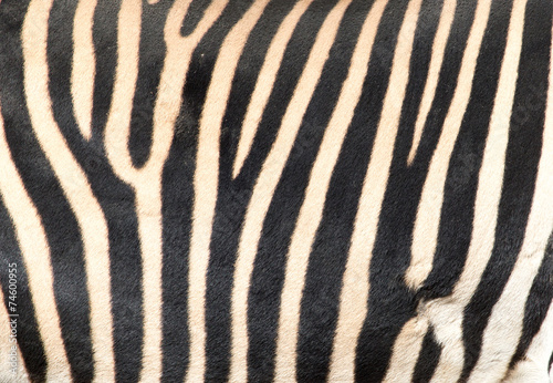 stripes on the skin of a zebra