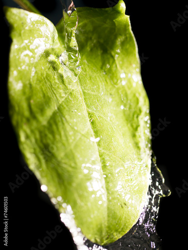 green leaf in water on a black background