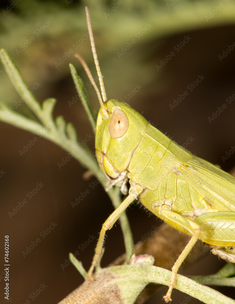 grasshopper in nature. close-up grasshopper in nature. close-up