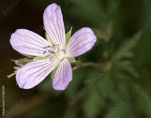 small beautiful flower. close-up